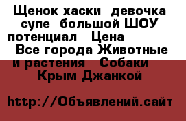 Щенок хаски, девочка супе, большой ШОУ потенциал › Цена ­ 50 000 - Все города Животные и растения » Собаки   . Крым,Джанкой